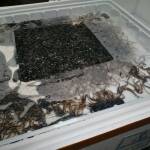 Трафик, змиорки. Снимка: Агенция Митници