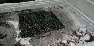 Трафик, змиорки. Снимка: Агенция Митници