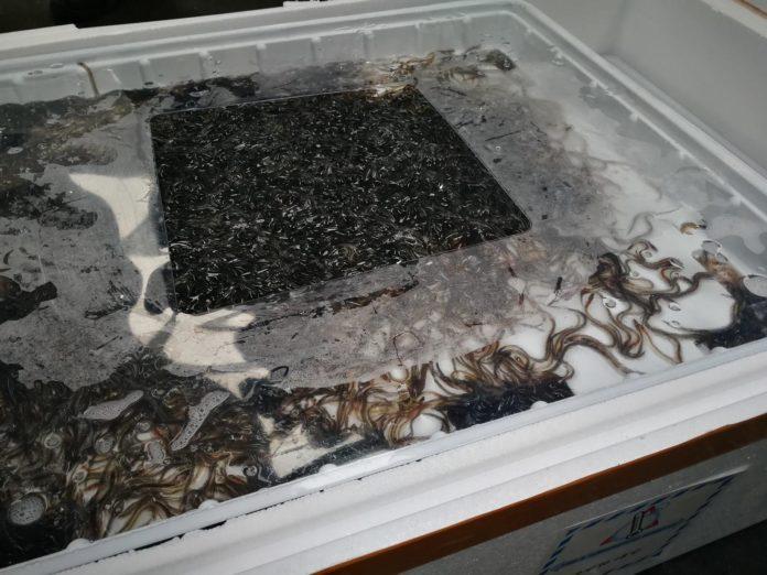 Трафик, змиорки. Снимка: Агенция Митници