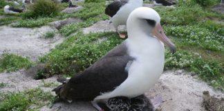 Албатросът Уиздъм