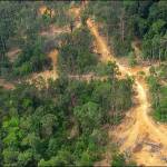 Незаконна сеч. Снимка: wikimedia commons