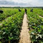 Берачи, поле. Снимка: wikimedia commons