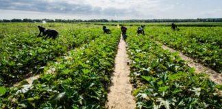 Берачи, поле. Снимка: wikimedia commons