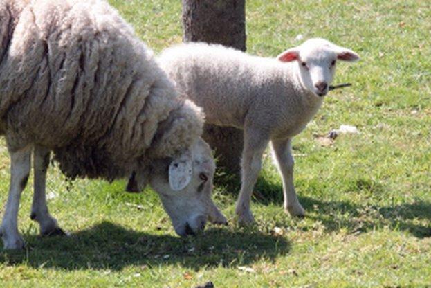 Отглежданите у нас овце са намалели с близо 9 на