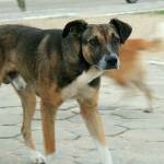 Улично куче, Архив