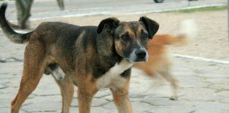 Улично куче, Архив