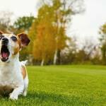 Лаещо куче. Снимка: архив