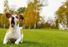 Лаещо куче. Снимка: архив