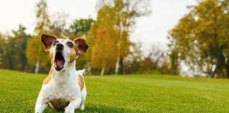 Лаещо куче. Снимка: архив