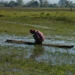 Биоразнообразие, земеделие. Снимка: wikimedia commons