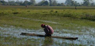 Биоразнообразие, земеделие. Снимка: wikimedia commons