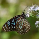 Пеперуда. Снимка: wikimedia common