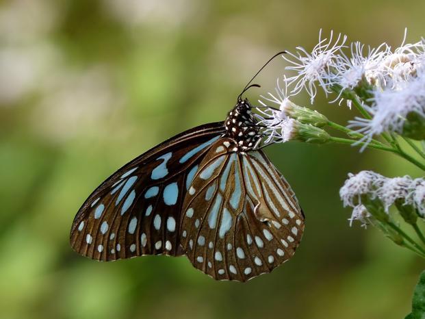 Пеперуда. Снимка: wikimedia common