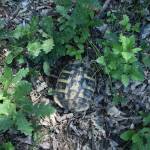 Костенурка