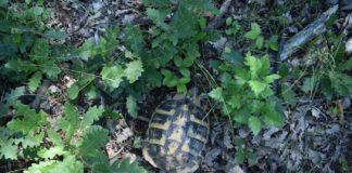 Костенурка