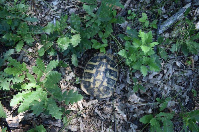 Костенурка