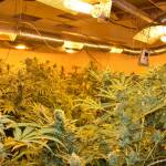 Лаборатория за марихуана, Сливен. Снимка: МВР