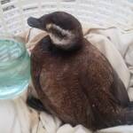 Спасената птица. Снимка: Илия Илиев