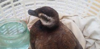 Спасената птица. Снимка: Илия Илиев