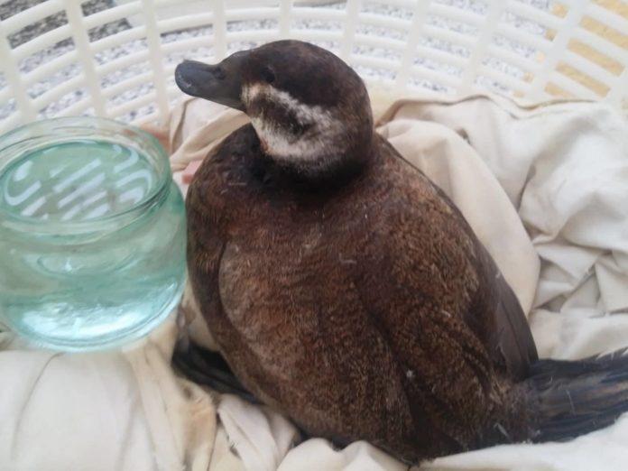 Спасената птица. Снимка: Илия Илиев