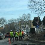 Рязане на здраво дърво. Снимка: Милена Якимова