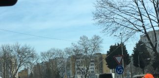 Рязане на здраво дърво. Снимка: Милена Якимова