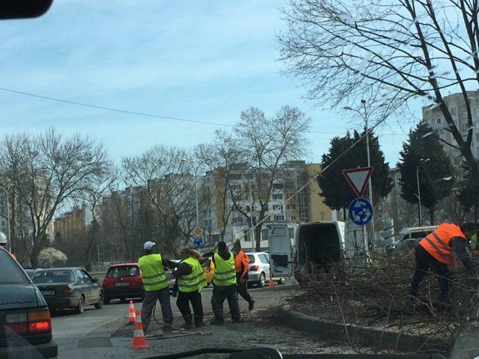 Рязане на здраво дърво. Снимка: Милена Якимова