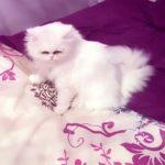 Изгубена бяла персийска котка. Отговаря на името Мърчела.