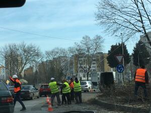 Поредно рязане на здраво дърво. Снимка: Милена Якимова