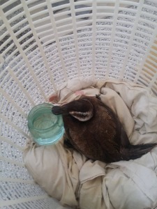 Спасената птица. Снимка: Илия Илиев