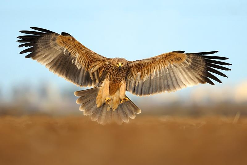 Царски орел. снимка: Birdlife Europe – Flight for Survival – Искра.бг