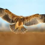 Царски орел. снимка: Birdlife Europe - Flight for Survival