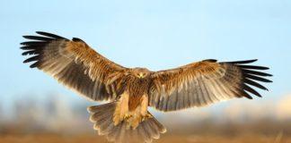 Царски орел. снимка: Birdlife Europe - Flight for Survival