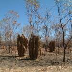 Жегата в Австралия е голяма. Снимка: Общомедия