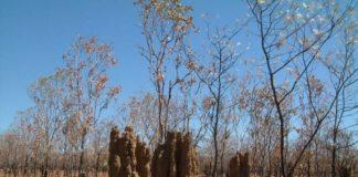 Жегата в Австралия е голяма. Снимка: Общомедия