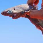 Снимка: Туитър, Университет Роуд Айлънд