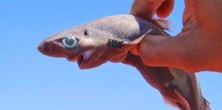 Снимка: Туитър, Университет Роуд Айлънд