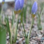 Минзухар. Снимка: Общомедия