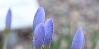 Минзухар. Снимка: Общомедия