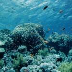 Коралов риф в Тихия океан. Снимка: Общомедия