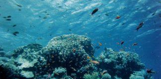 Коралов риф в Тихия океан. Снимка: Общомедия