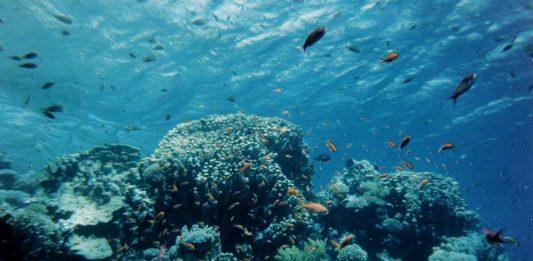 Коралов риф в Тихия океан. Снимка: Общомедия