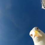 Чайка отмъкна камера и засне удивителни кадри