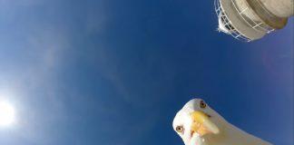 Чайка отмъкна камера и засне удивителни кадри