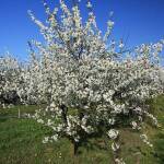 Черешови дървета