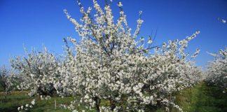 Черешови дървета