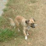 Вече има национална програма за бездомните кучета. Снимка: Общомедия