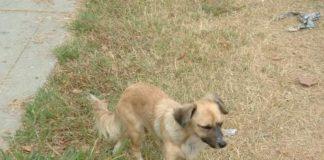 Вече има национална програма за бездомните кучета. Снимка: Общомедия