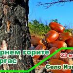 Посади и отгледай дърво. Снимка: ДГС