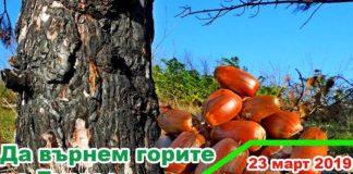 Посади и отгледай дърво. Снимка: ДГС